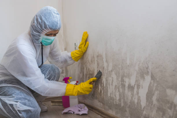 Best Insurance-Related Mold Remediation in Lumbine, CO